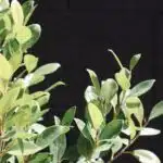 a close up of a plant with green leaves