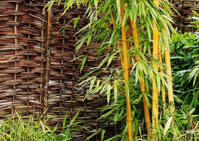 Comment tuer des bambous naturellement ?