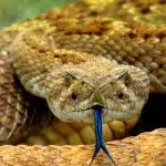 brown snake on brown soil