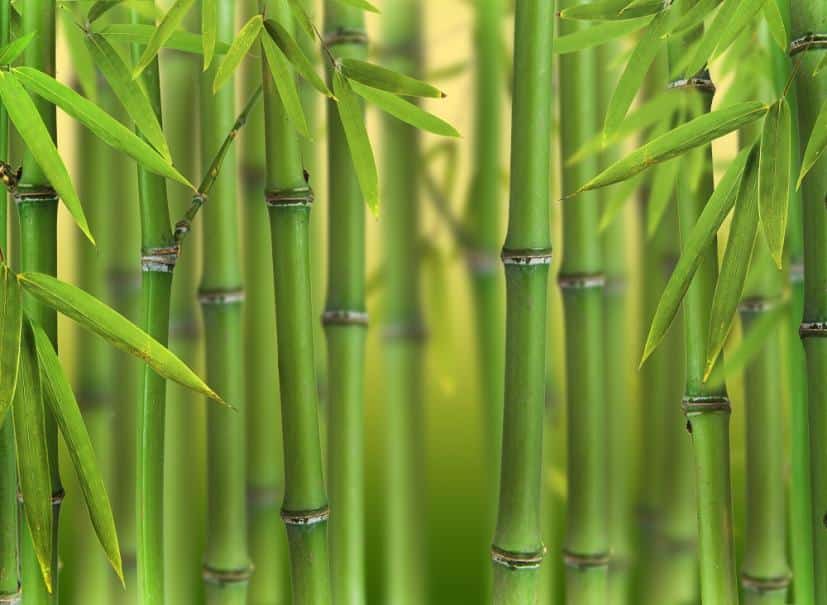 tuer des bambous naturellement